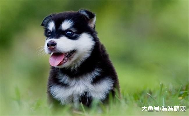 宠主回家看见家被二哈拆了, 他气的指着二哈: 我要煮了你