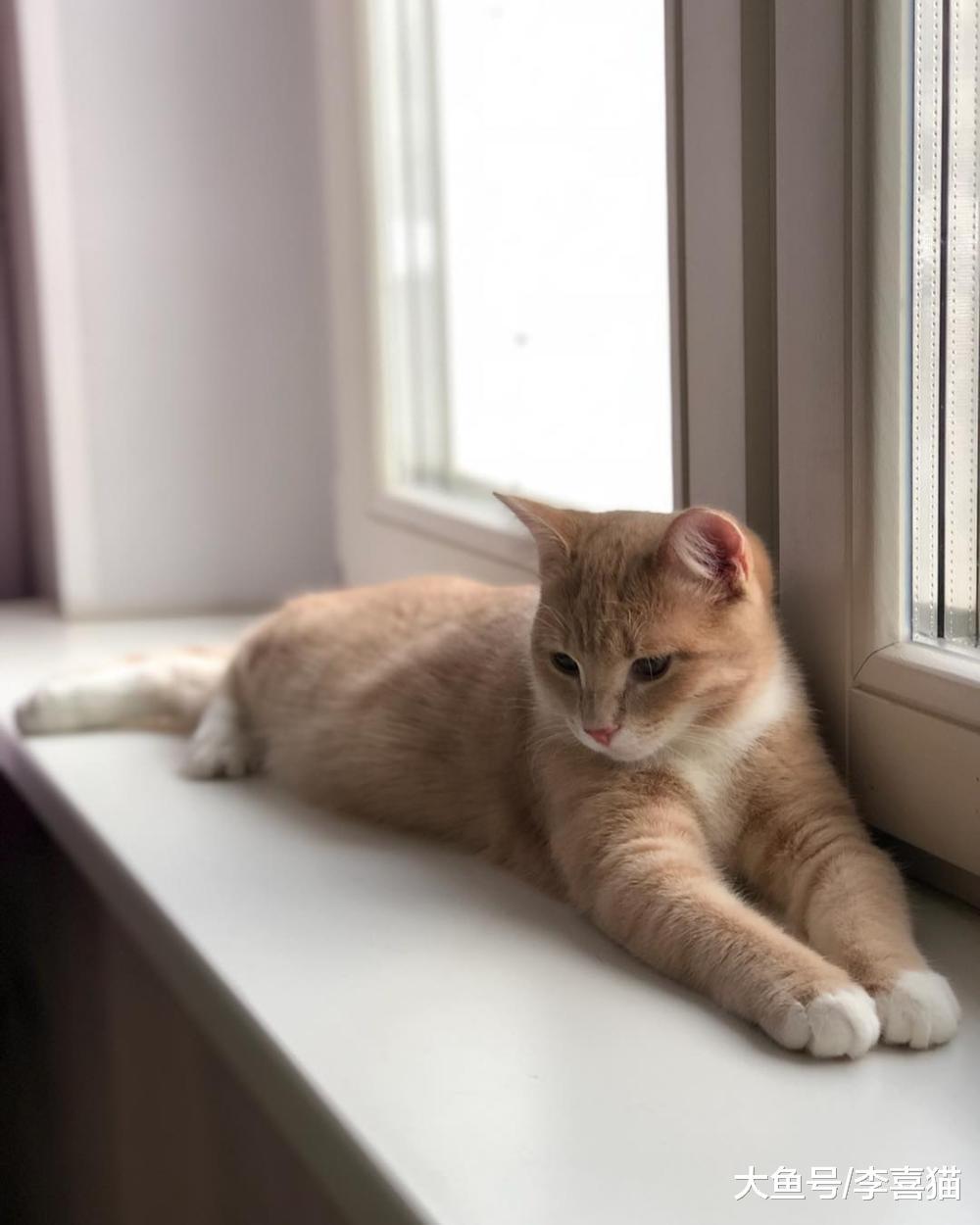 都说猫咪是有灵性的动物, 在某些方面似乎还真掌握了神秘力量呢!