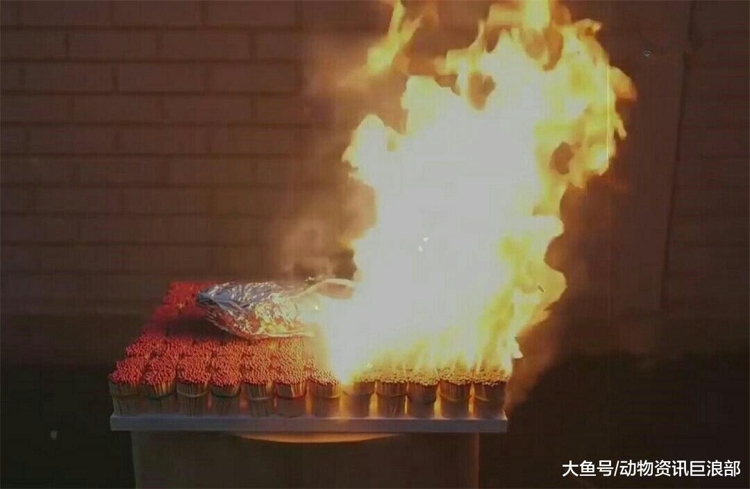 男子用万根火柴烤鲤鱼 看到成品后口水直流