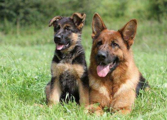 德牧幼犬如何挑选? 教你4个小方法!