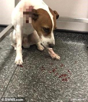 一行六人携斗牛犬袭击宠物狗, 而狗主人却只能……
