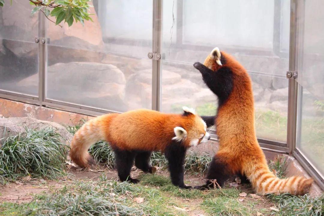 看小熊猫之间的决斗, 绝对让你涨见识