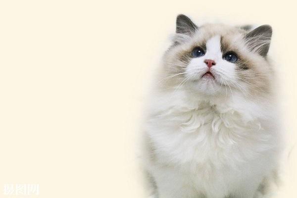 布偶猫性格有多好, 布偶猫为什么要做绝育你都知道吗