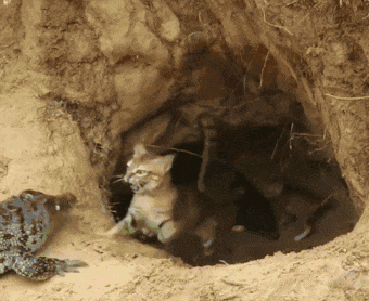 鳄鱼发现猫妈妈巢穴, 堵在门口欲伤害小猫, 母猫不敌后携崽逃跑!