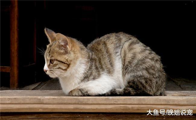 养猫的人才有体会, 下面四句话是他们最讨厌听到的, 你说过吗?
