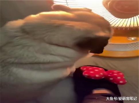 巴哥: 不要耽误我烤火, 再骚扰我就要发飙了, 网友: 这狗好倔强啊