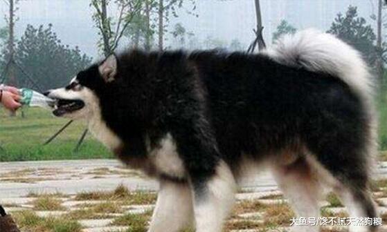 惩罚阿拉斯加犬时, 这5种方式不可取, 不然它会报复你!