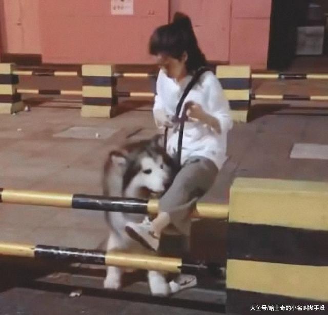 美女亲自给狗狗示范, 狗狗还是钻过来的, 阿拉斯加不愧是大傻