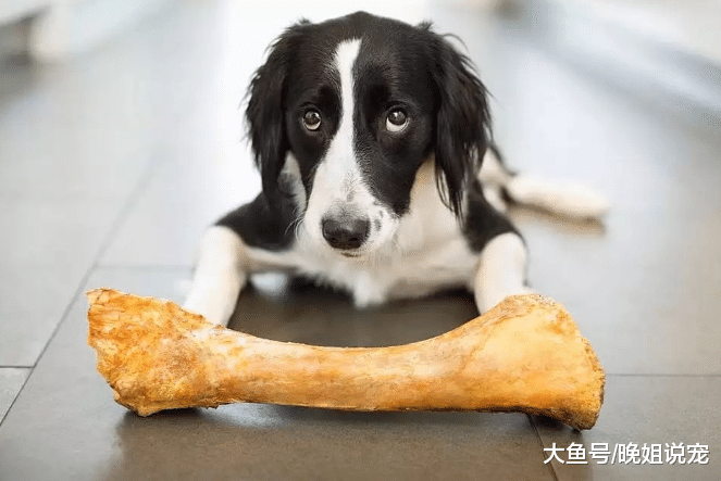 狗狗吃骨头好不好? 不是所有骨头都能吃, 你是不是做错了?