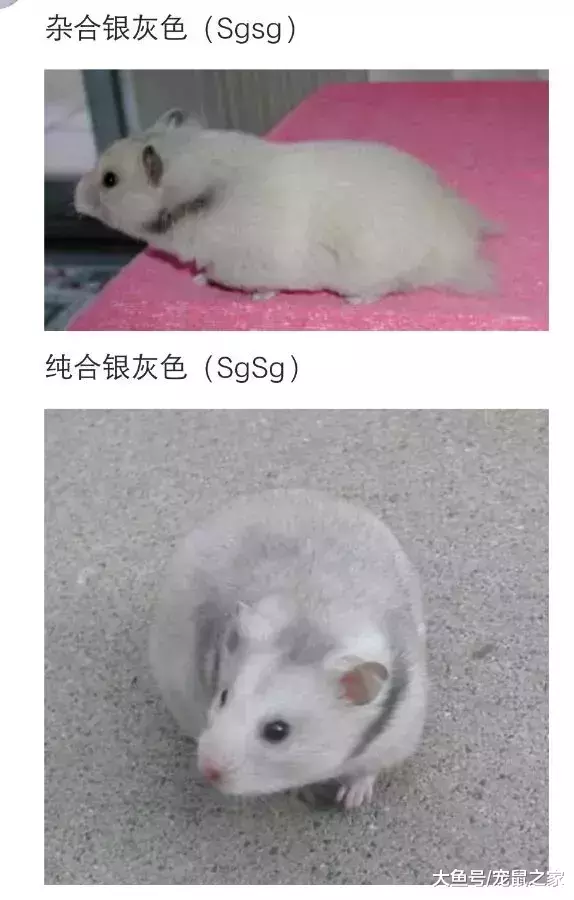 一文带你走进仓鼠世界: 仓鼠种类之叙利亚仓鼠(上)