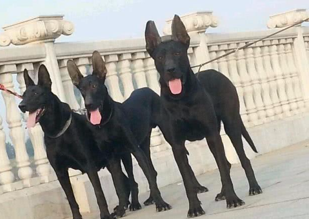 中国自己的犬种, 连外国人都想拥有一只