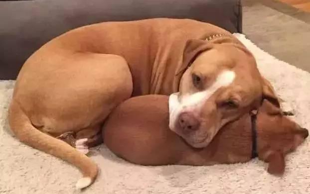 流浪狗被收养的时候, 怀里还藏着一只小狗: 我能带它一起走吗?