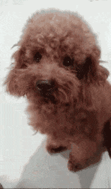 你永远想不到, 一只泰迪会有什么神操作!