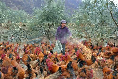 你买的真的是土鸡吗? 看清楚这几点, 永远不会错