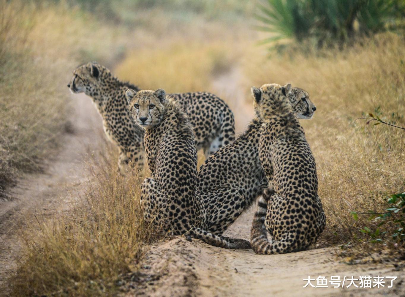 除了狮子, 只有这种猫科动物的兄弟情可以延续一生