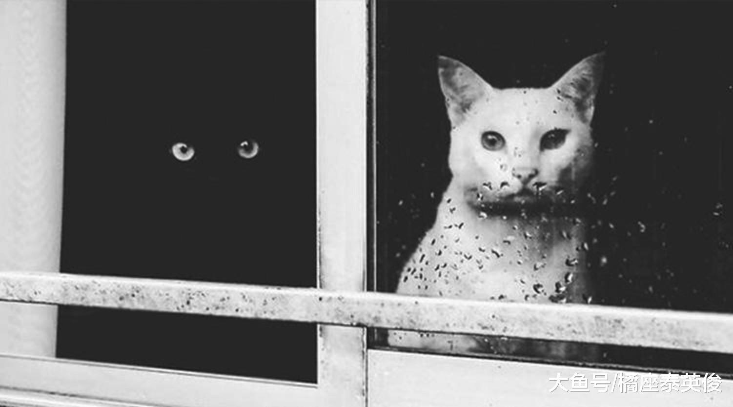 黑猫: 明明是两只猫的电影, 凭什么我不能有姓名?