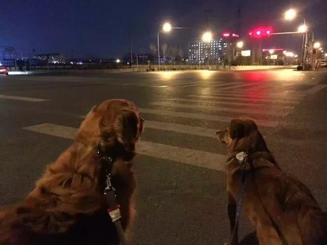铲屎官被规定限时遛狗, 宠物只能在半夜出门, 引来网友热议!
