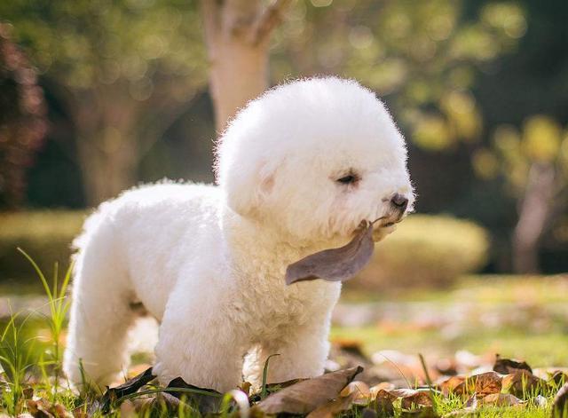 想要知道比熊犬寄生虫多不多, 很简单就5点!