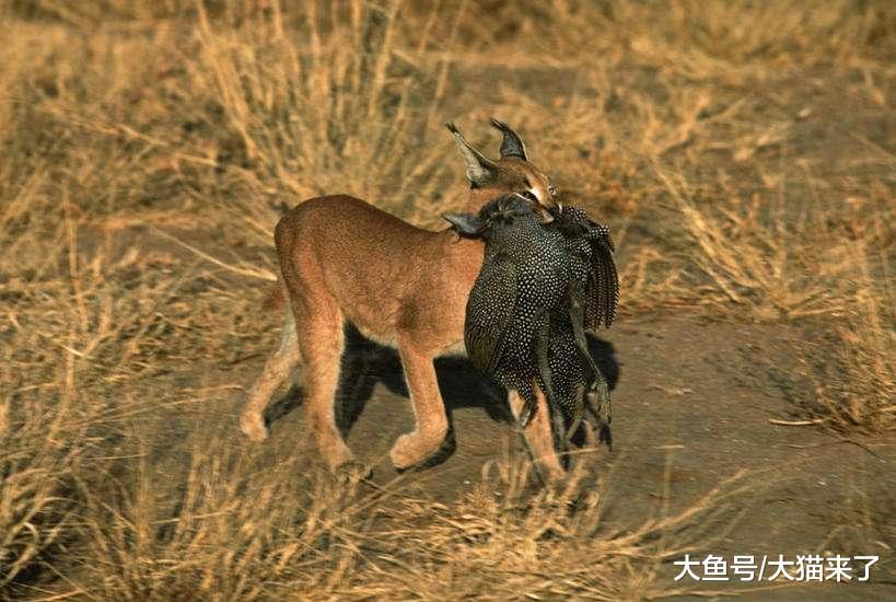 这种“违背地心引力”的猫科动物, 天性爱捕鸟, 常作为机场驱鸟猫