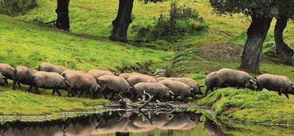 地球上10大最贵的猪, 第九来自中国, 第一价值6500万元