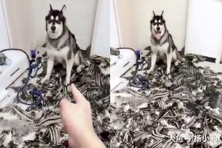 主人看着地上二哈画的“水墨画”, 咬着牙说有才, 二哈乐了: 夸我