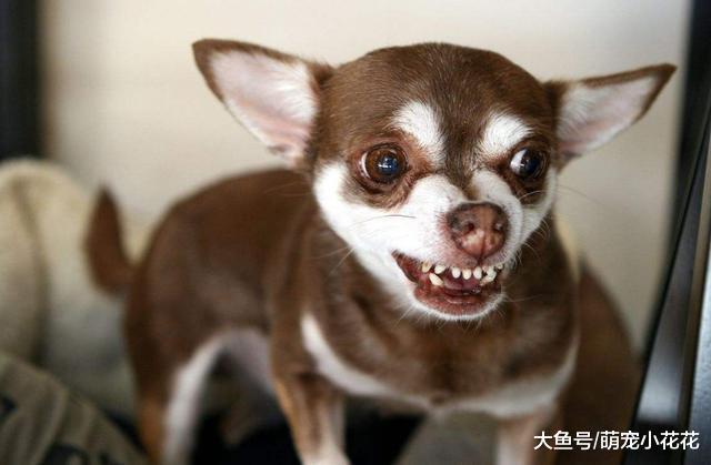 吉娃娃遭人讨厌不是没有道理的, 这5点并不是所有的人都能接受!