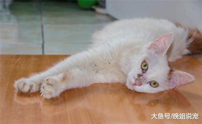 猫咪很傲娇, 它有下面五种表现时, 说明它很爱你