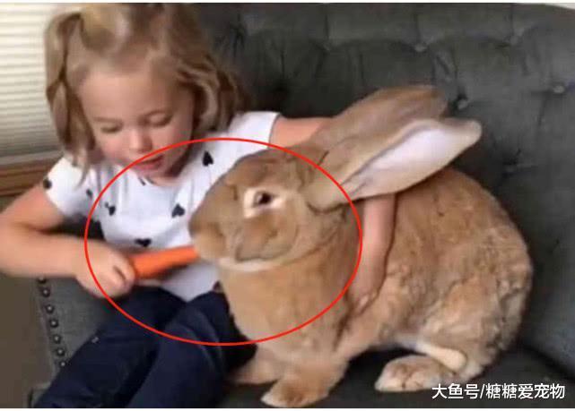 意外捡了一只兔子, 半年后它长得比女儿都大, 网友: 这是兔子精吧