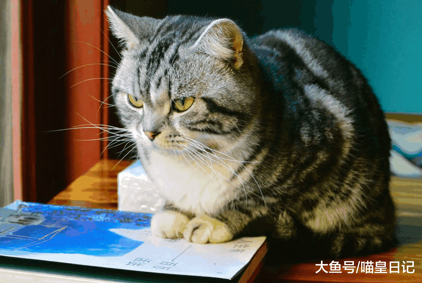 那些给喵星人买衣服的铲屎官们, 你确定你家猫是真的觉得冷吗?