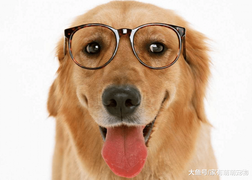 狗狗毕竟智商有限, 想要它听你的话, 训练要注意这3件事!