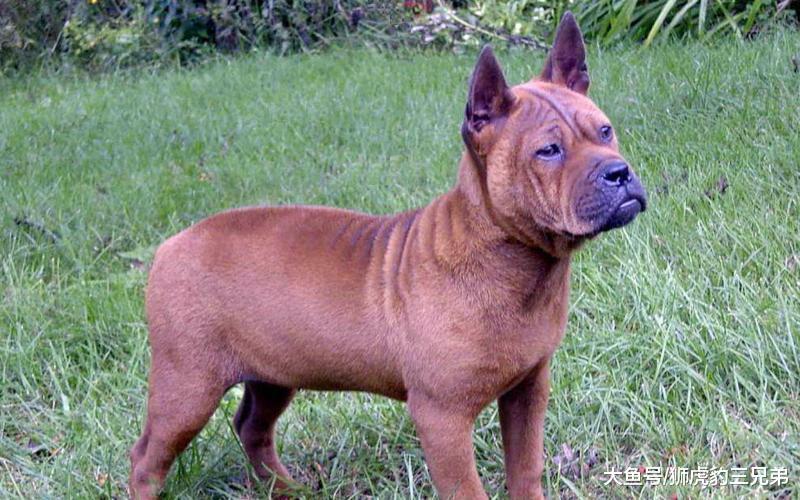 国内4种性格最猛的狗, 前两只为狼犬, 最后位打猎厉害