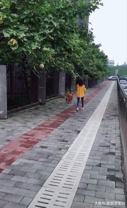 金毛不愿回家, 主人一气之下转身离开, 狗狗的反应让人觉得好皮啊