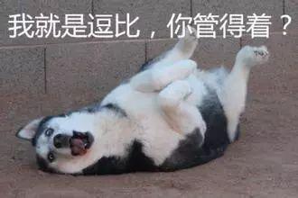 这才是警犬! 拍大片、执行任务、卖萌样样都行