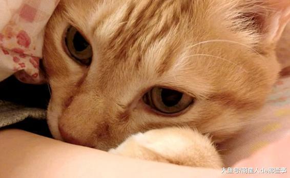 天气变冷了, 猫咪都开始钻被窝了, 猫咪: 被窝里真暖和!