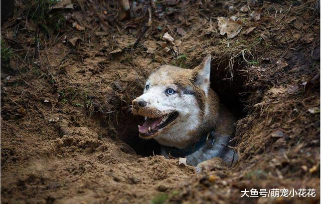 如果你想养狗, 那么劝你最好别碰“哈士奇”!