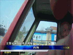 黑心狗贩子! 为了多赚几百元, 给狗狗灌水灌到吐血!