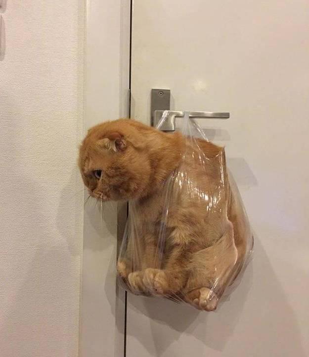 因为偷吃小鱼干, 喵星人被铲屎官挂门示众!