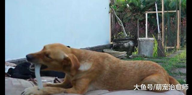 狗狗被主人扔进下水道, 被发现时仅有8斤重, 靠吃垃圾活了下来!