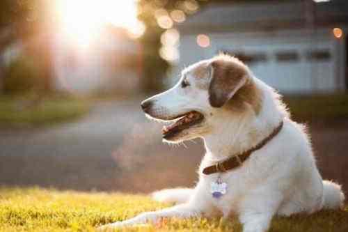 狗狗缺钙, 怎么补钙? 吃什么钙片好?