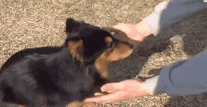 狗狗不喜欢男主人, 只粘着小姐姐, 于是主人想了个办法……