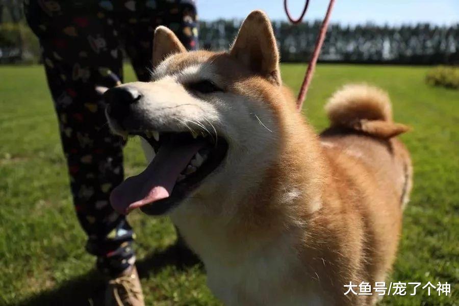 二十六万人围观, 两千多人竞拍! 柴犬登登的主人竟回来了