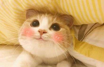 养猫人最讨厌听到的几句话, 说了就友尽