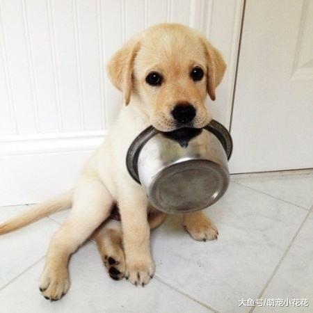 就算和拉布拉多感情再好, 这5件事也不要对它做, 咬你也不留情!