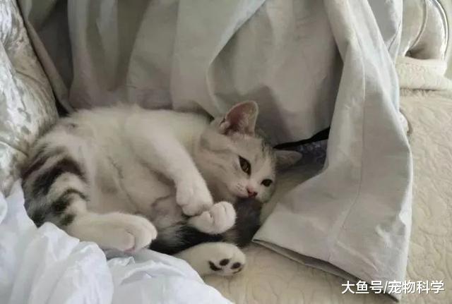 沉迷于这只盛世美颜的猫