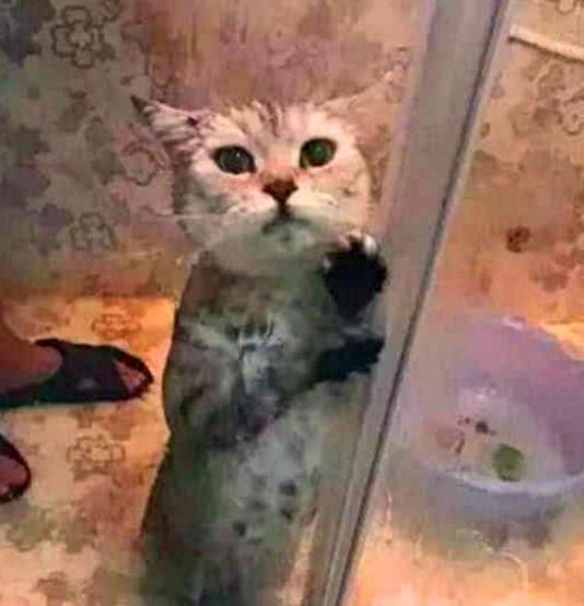 把猫咪骗进浴室, 打开花洒后乐疯了, 猫咪劈叉喊救命!