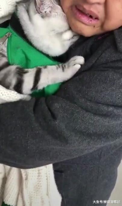 一脸愁容的老奶奶, 看着生病的美短猫不知道怎么办, 看得人好心疼