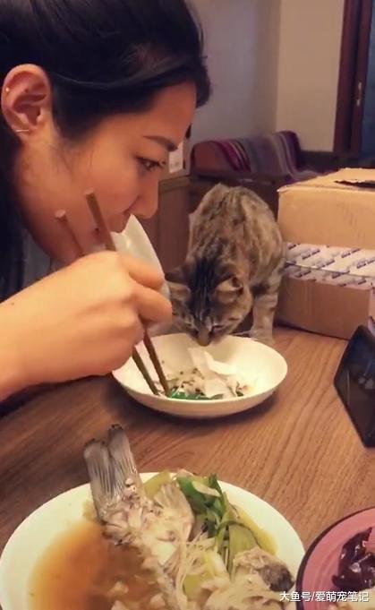 猫咪想吃主人盘中的骨头, 多次遭到拒绝, 网友: 全网最没脾气的喵