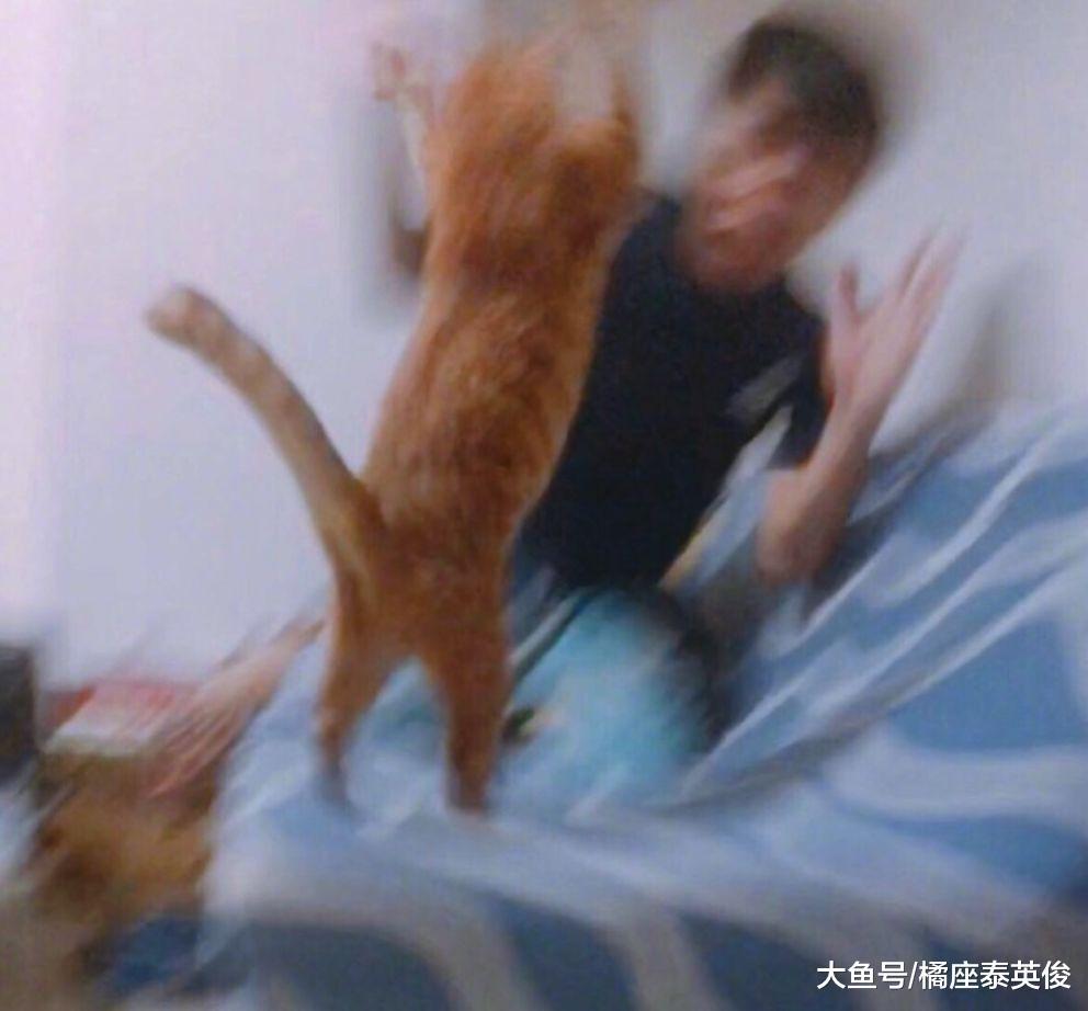 猫咪是宝藏, 是平淡生活里的引线, 把你变成易燃易爆品!
