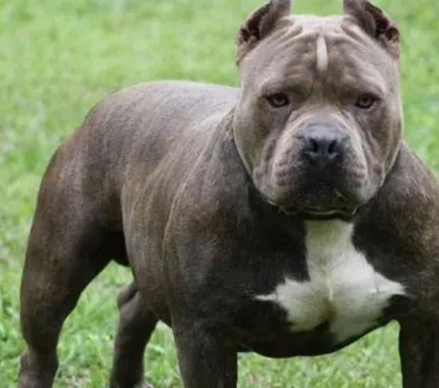 比特犬不服被锁, 不断与铁链作斗争, 网友: 想补铁了!