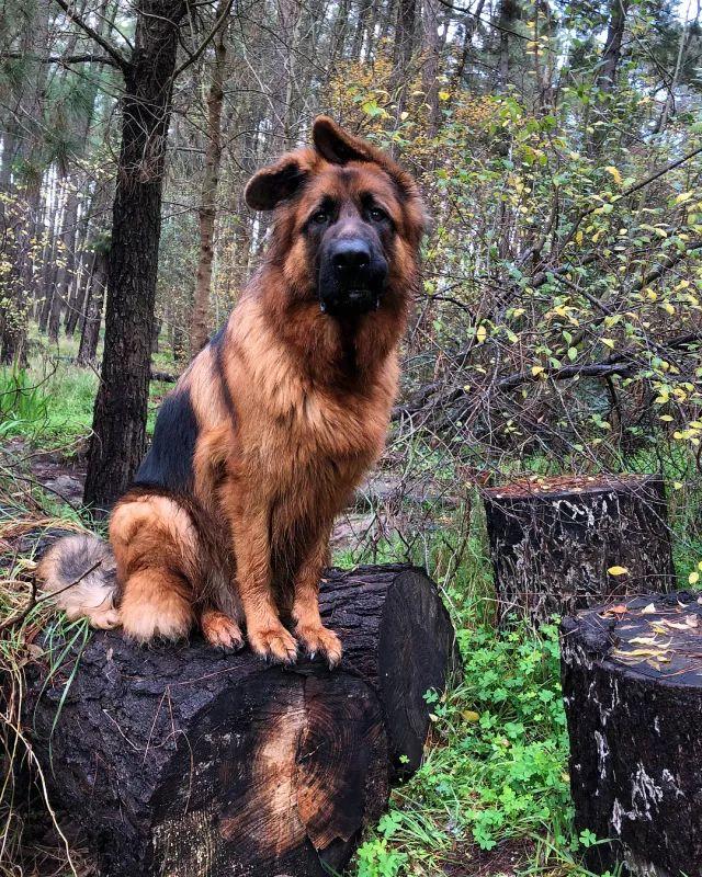 怕吓到人, 狗子居然努力长了一对违和的萌耳朵?